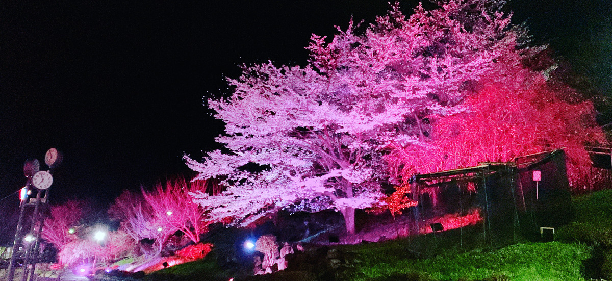 ふるさとふれあい公園　ライトアップ